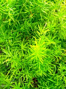 Close up lush grass photo