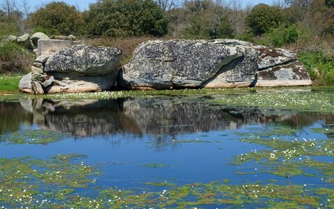 Aquatic vegetation water rocks photo
