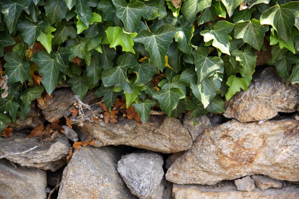 Climber plant structure background
