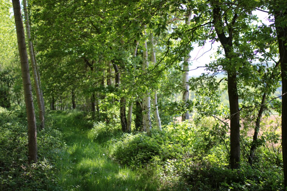 Trees light heather