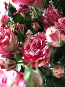 Rose blooms nature blossom
