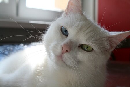 White cat cat face pet photo
