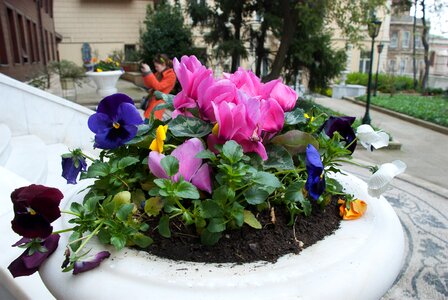 Summer flowers plant violets