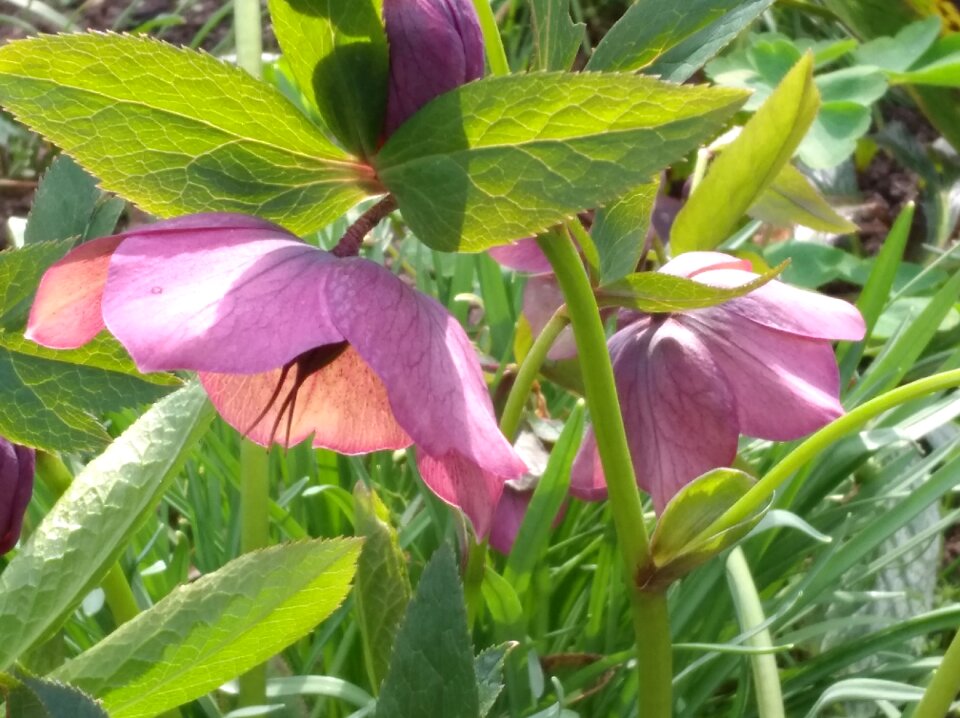 Plant spring bloom garden