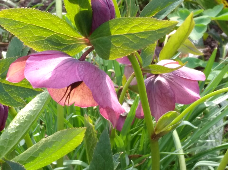 Plant spring bloom garden photo