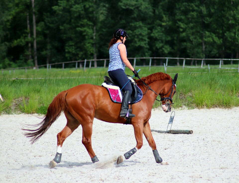Horse training exercise