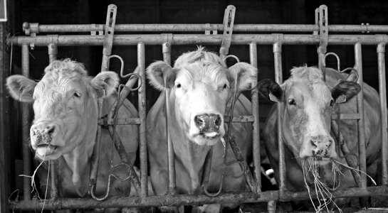 Hay ruminant animals