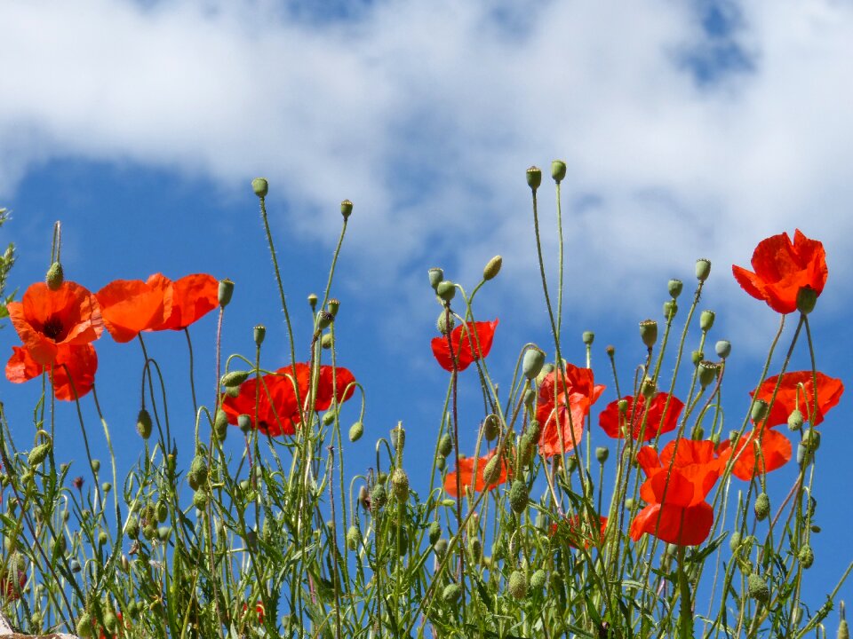 Rosella field of poppies spring