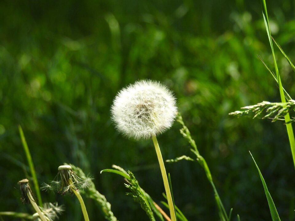 Plant fluffy dandelion flowers
