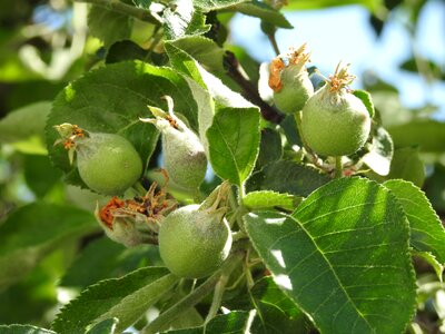 Tree nature fruitful apple tree