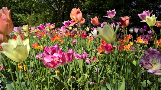 Keukenhof nature purple
