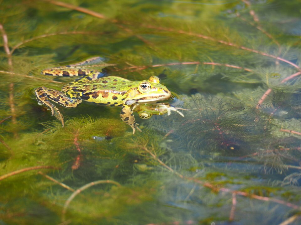 Croak animals amphibians
