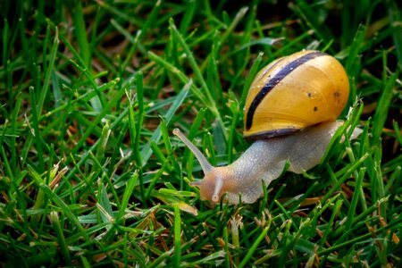 Snail reptile mollusk
