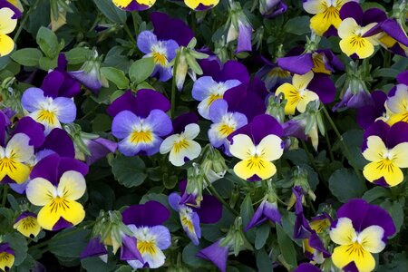 Violaceae close up colorful photo