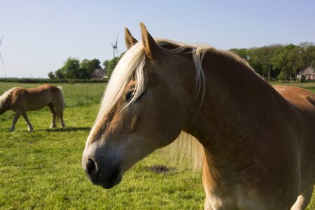 Animal nature pasture