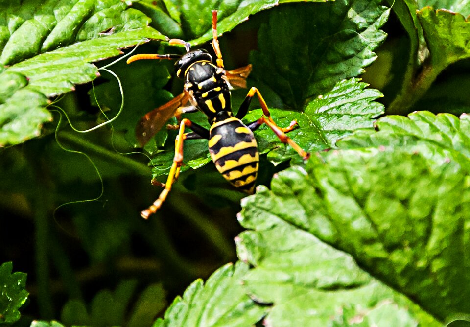 Nature close up animal world