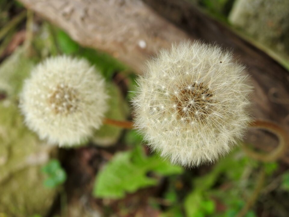 Wild flower flower bloom