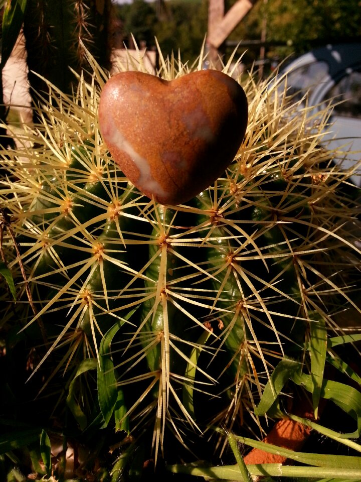 Botany natural decorative
