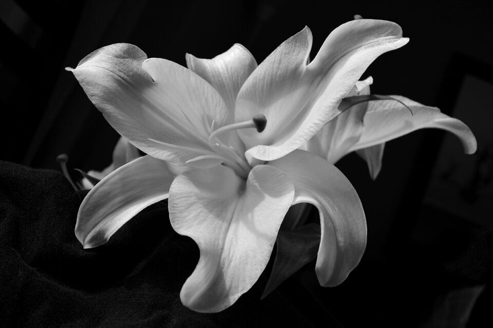Oriental nature white