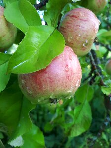 Tree fruit plant photo