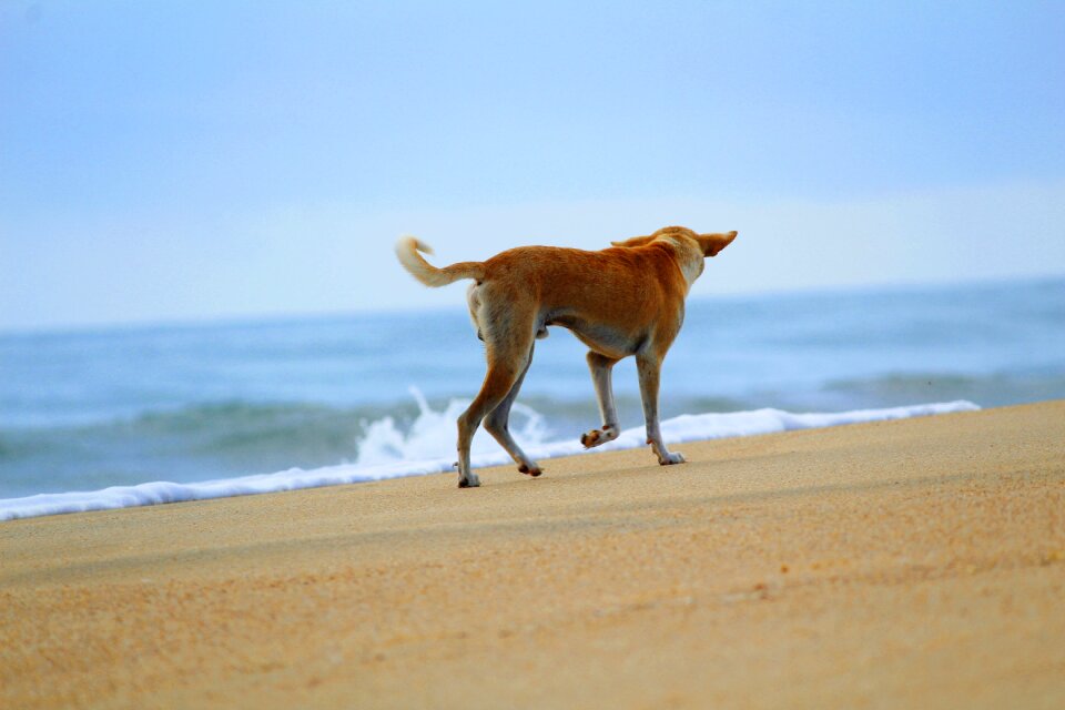 Cute ocean sea