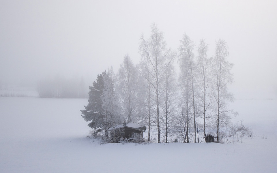 Cold cabin trees