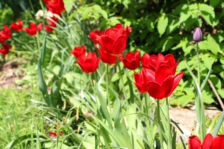 Tulips red green