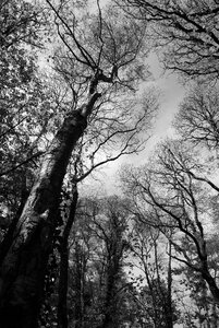 Forest spring nature