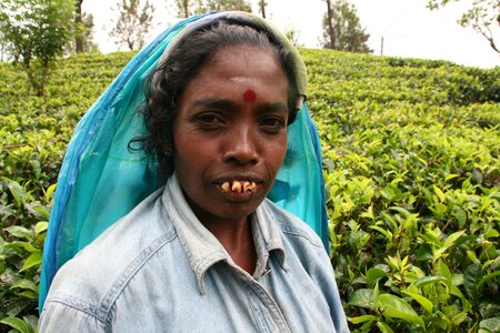 Tea plantation tea plantation