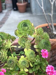 Nature leaf garden photo