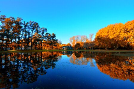 Nature trees forest photo