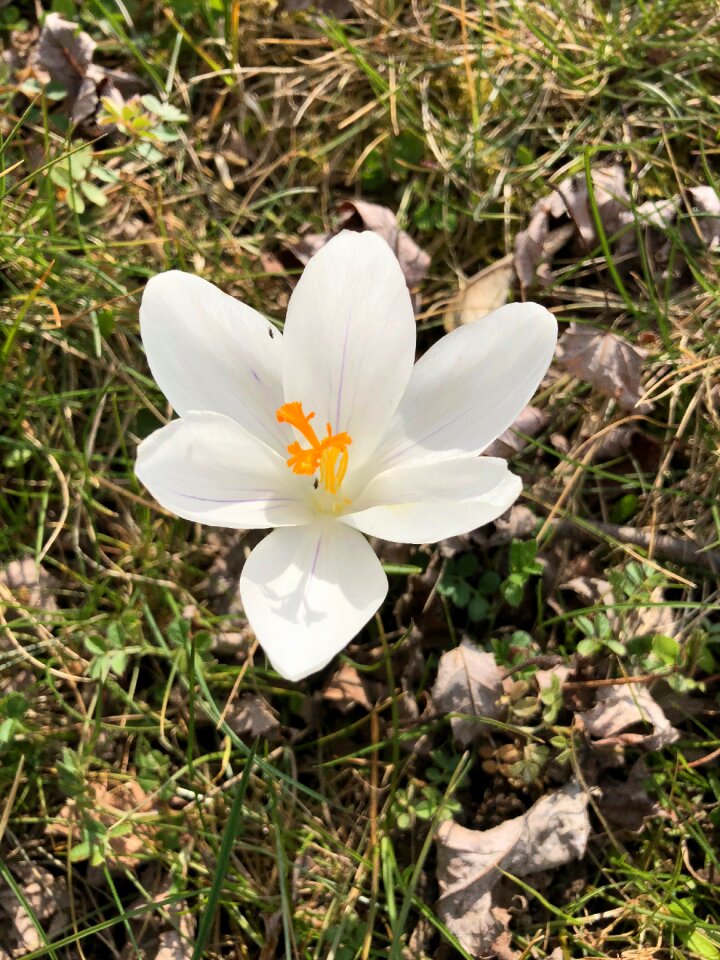 Bloom white crocus