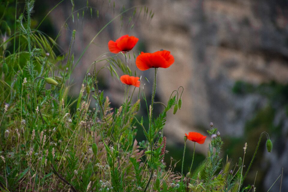Grass wild flowers red