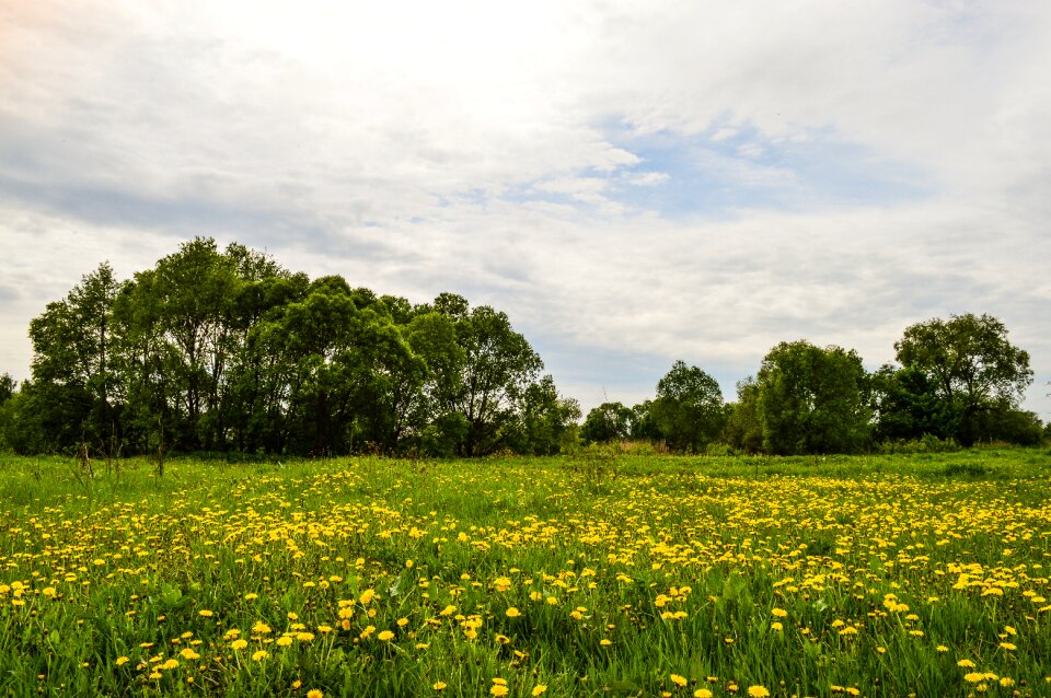 Summer clouds fields