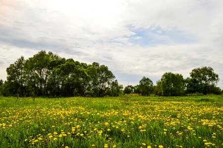 Summer clouds fields photo