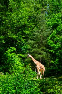 Nature wildlife africa