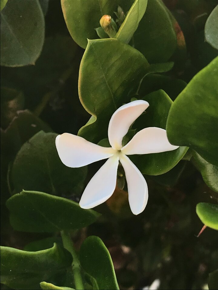 Five petals