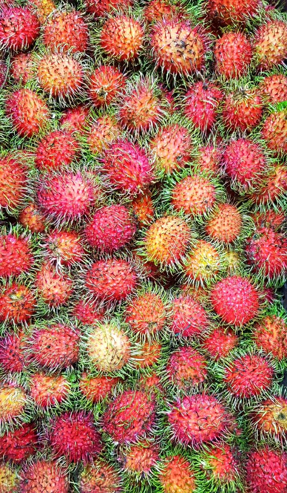 Tropical thailand edible