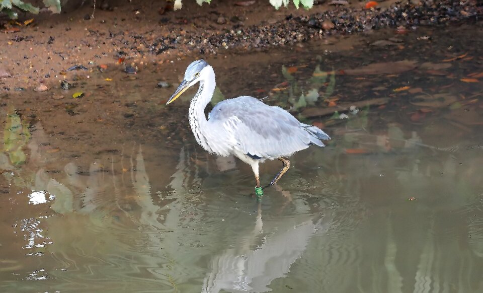 Natural pond bird