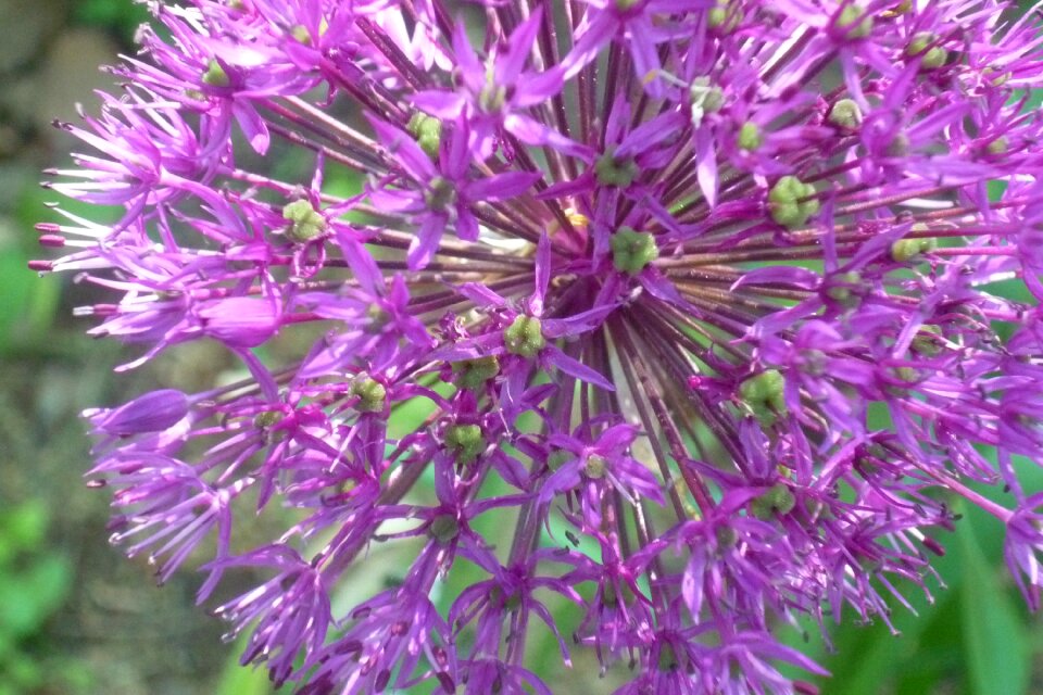Blossom bloom purple