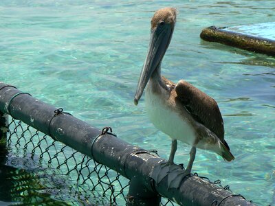 Aquarium island rosario islands