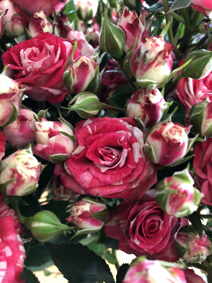 Rose blooms nature blossom