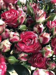 Rose blooms nature blossom