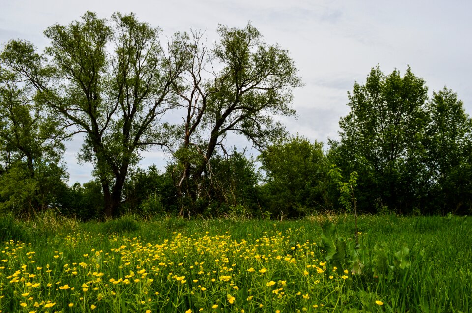 Summer clouds fields
