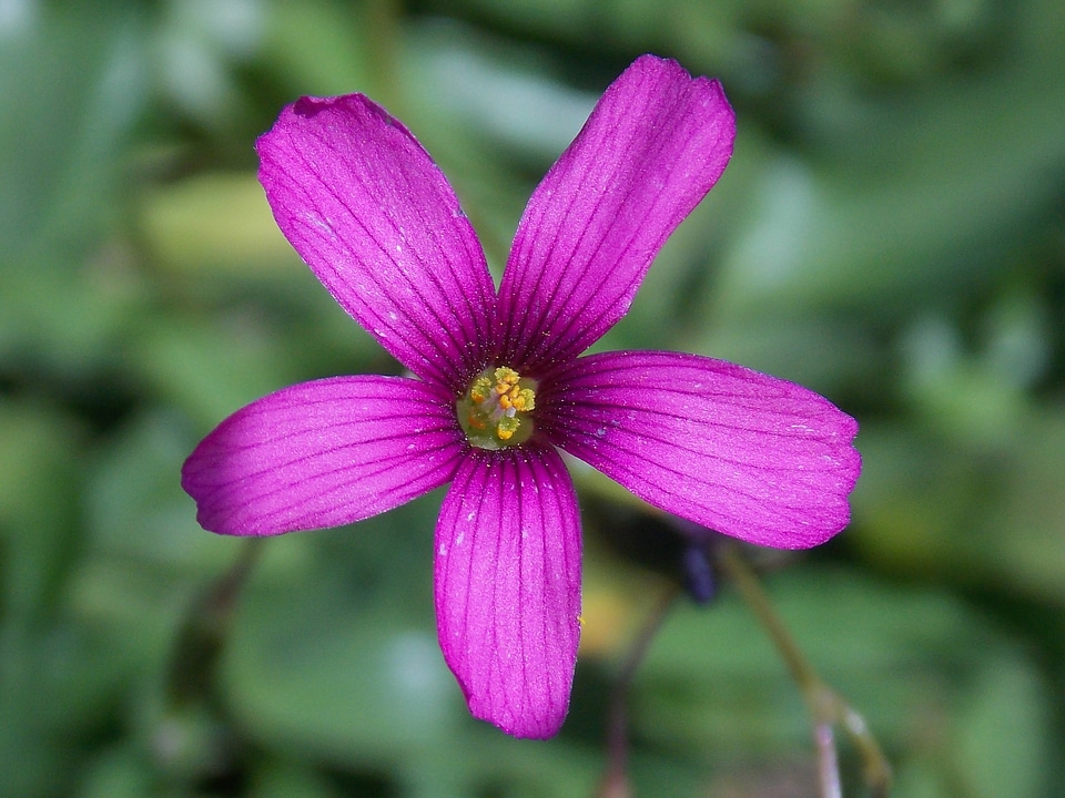 Petals flowers lilac edge