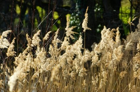 Aquatic plant marsh plant landscape
