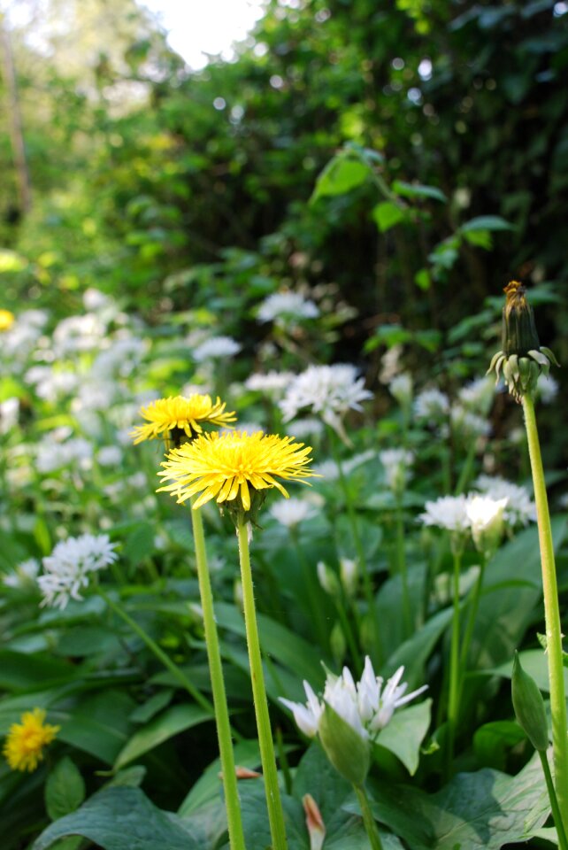 Nature hedgerow