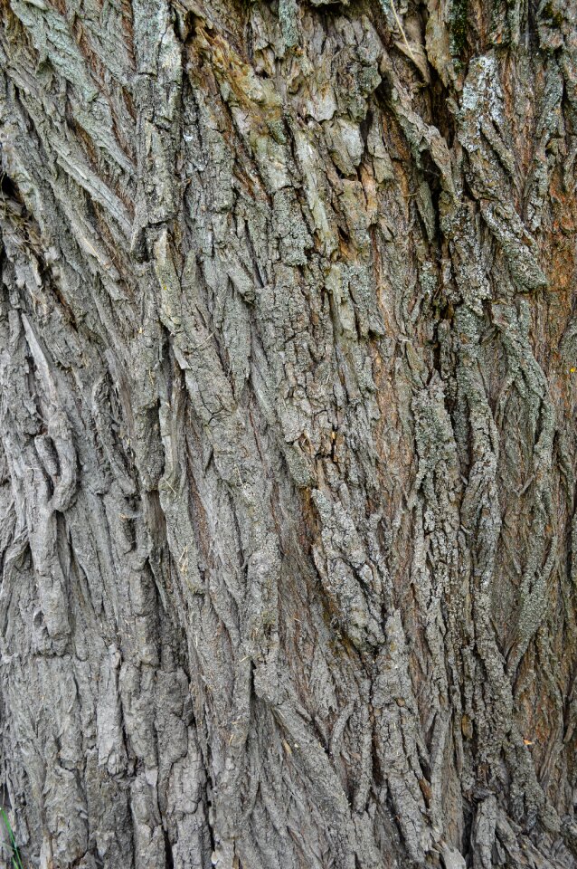 Trunk large texture forest