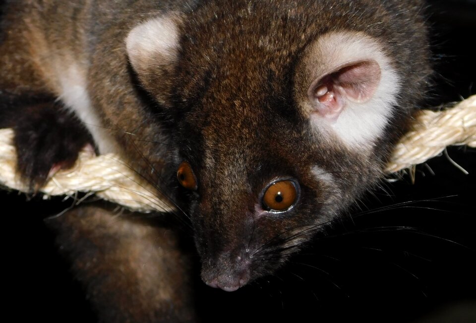 Wildlife australia native