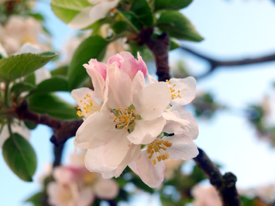 Flowery branch nature trees